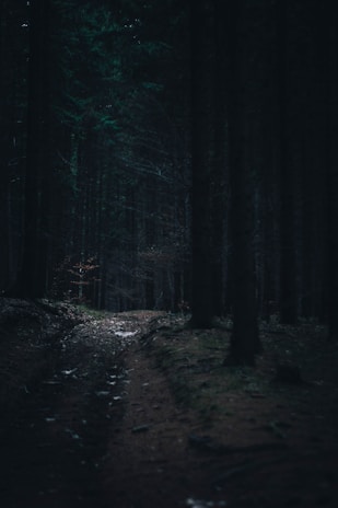 A dimly lit forest path shrouded in mist at twilight.