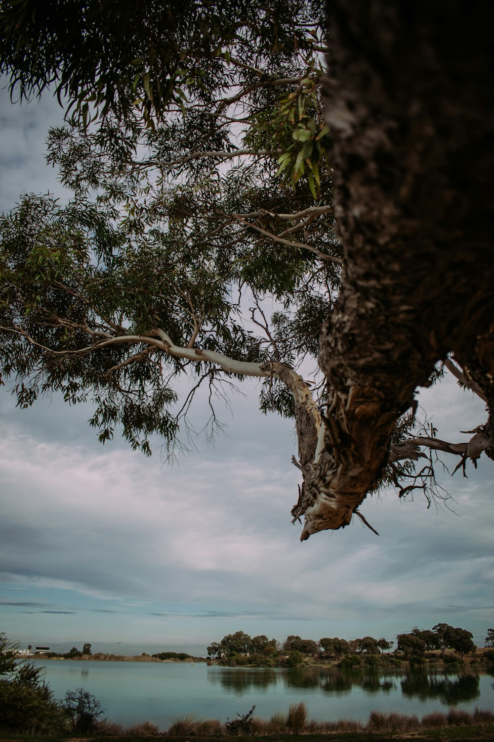 a tree with a body of water in the background