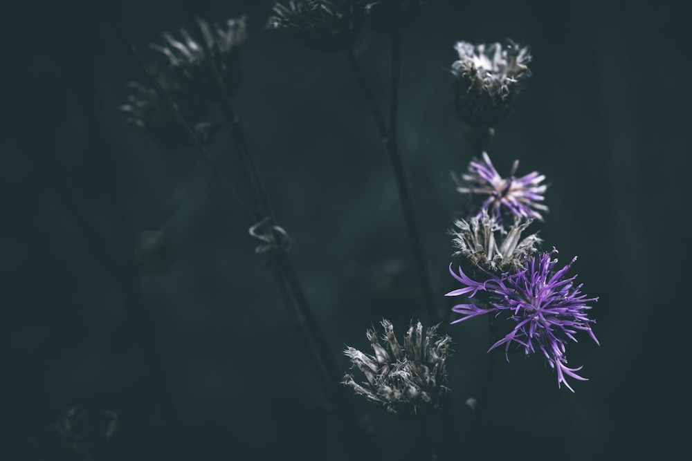 a close-up of some flowers