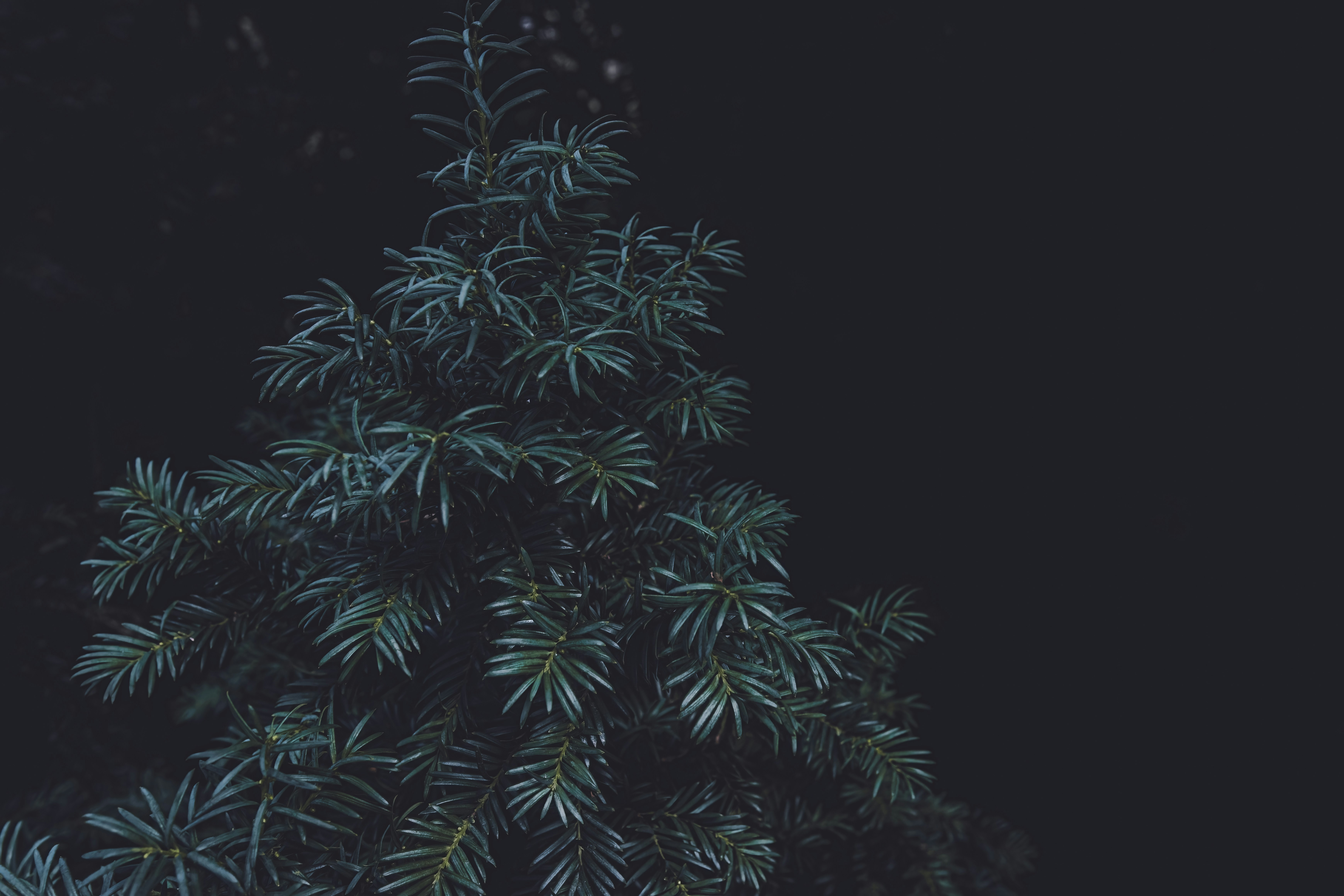 a close-up of a tree