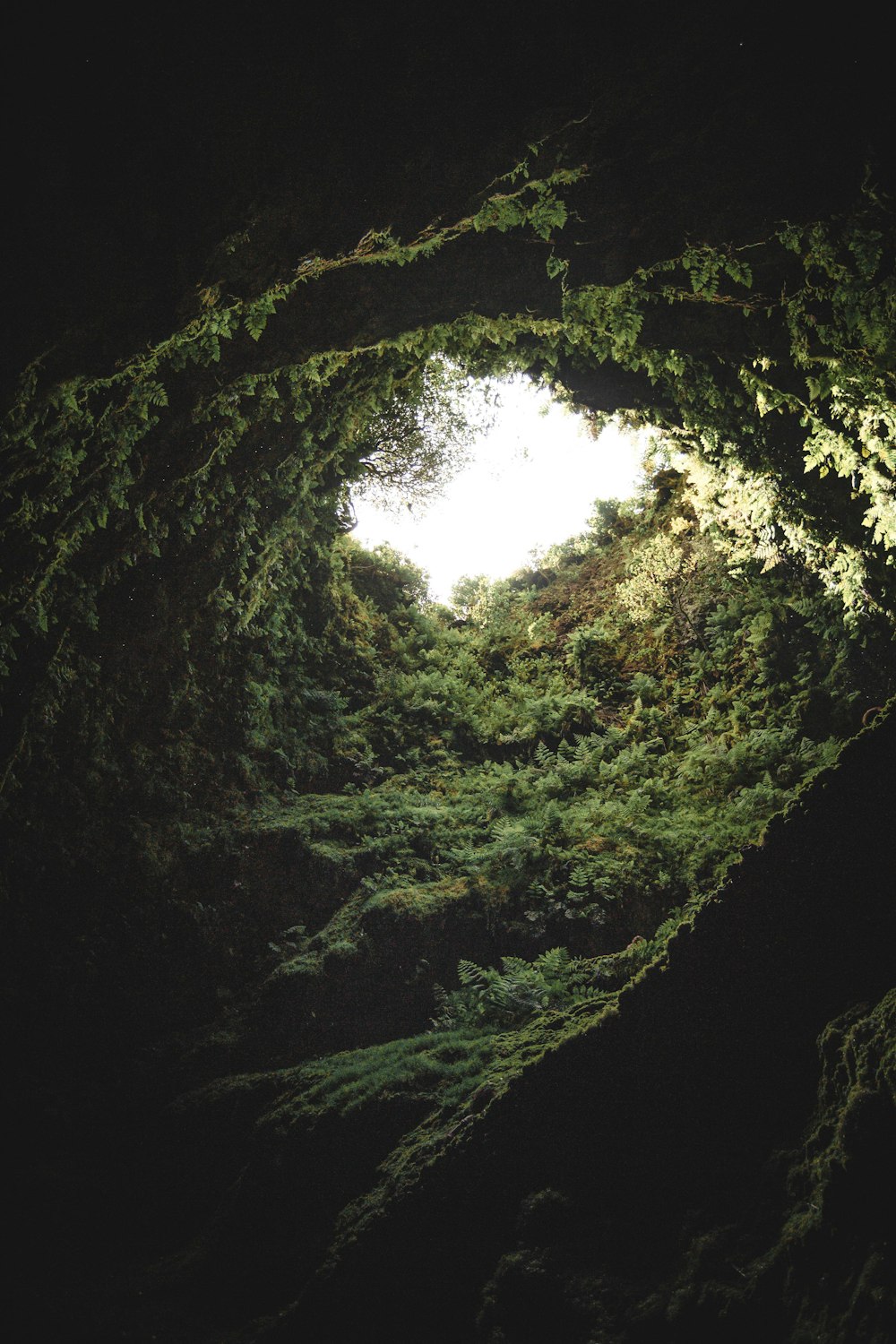 una grotta con alberi