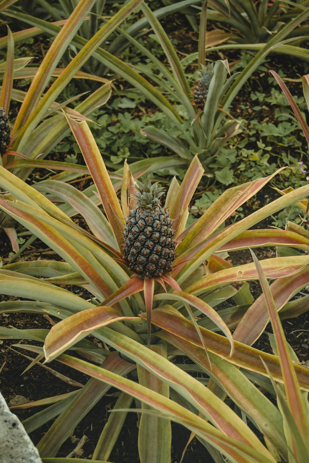 a pineapple growing in a field