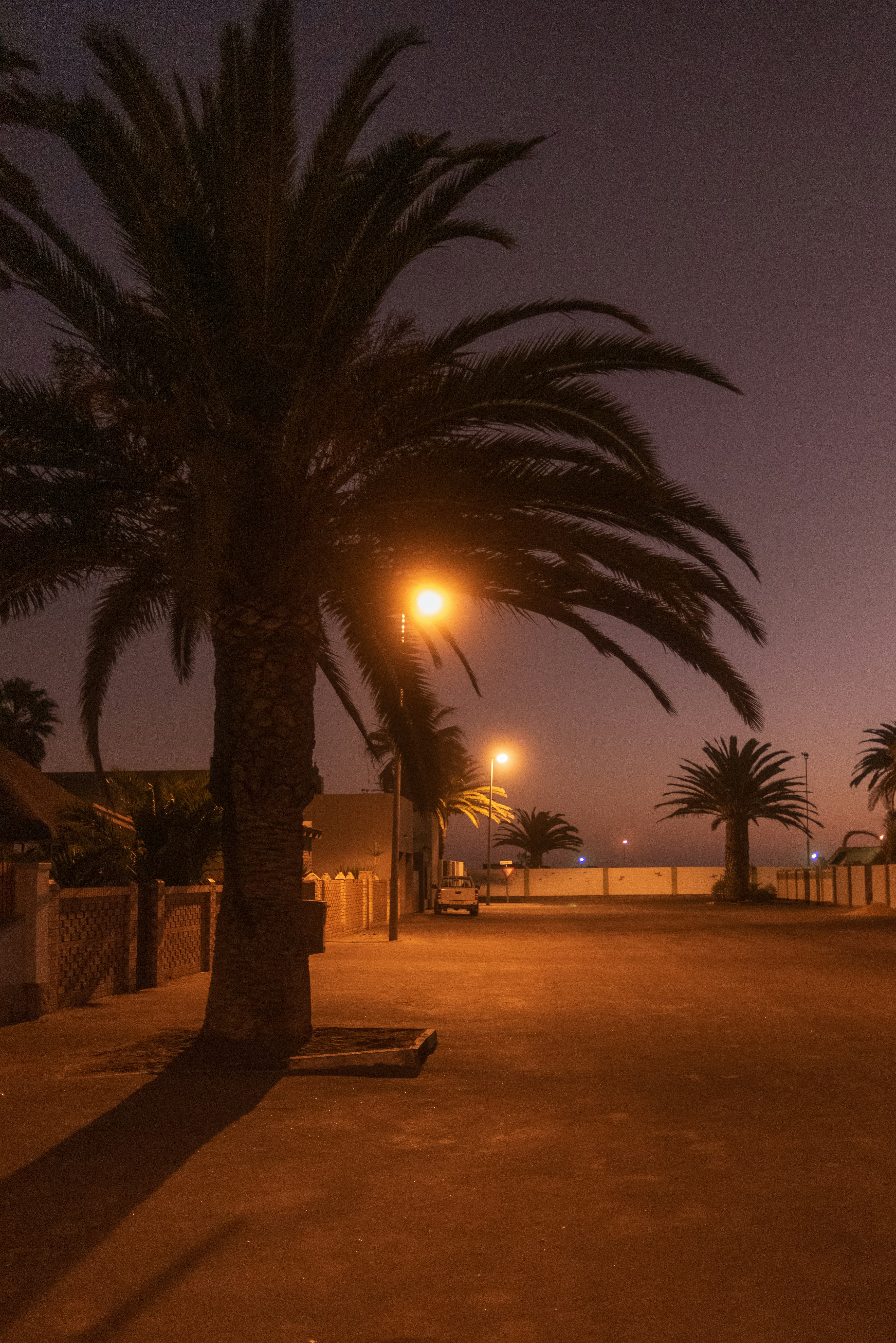 a palm tree at night