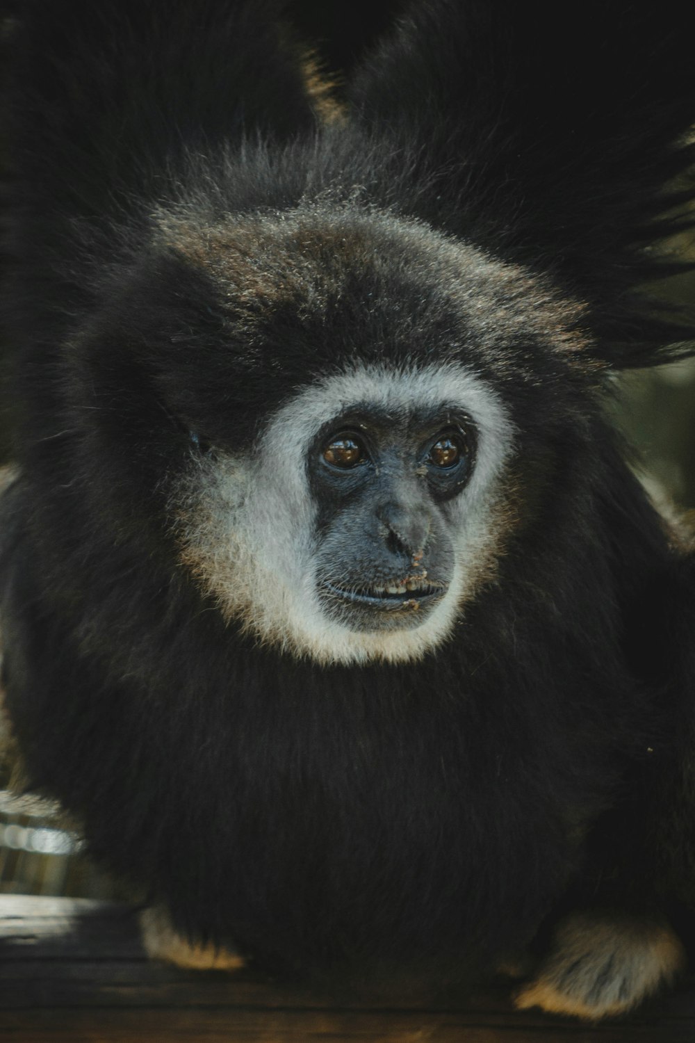 a monkey looking at the camera