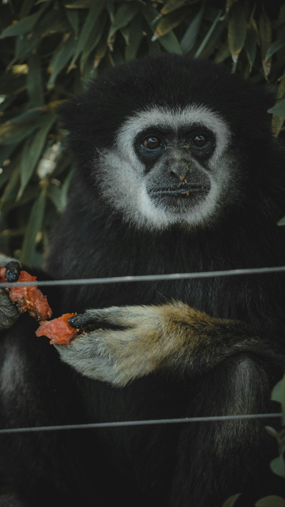 a monkey in a tree