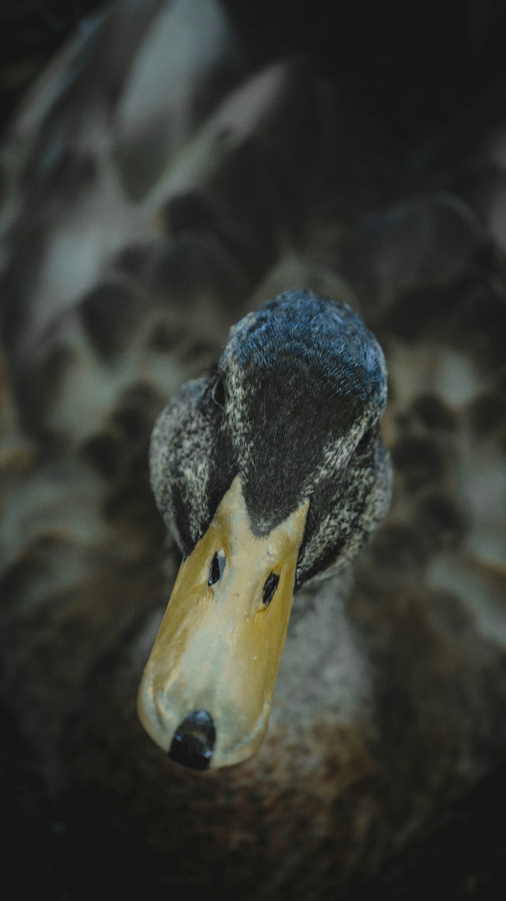 a close up of a bird