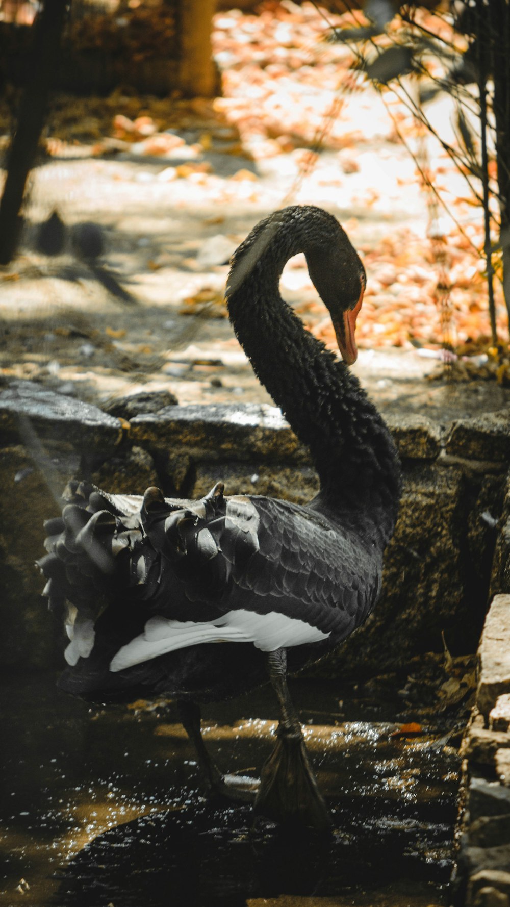 a bird standing in water