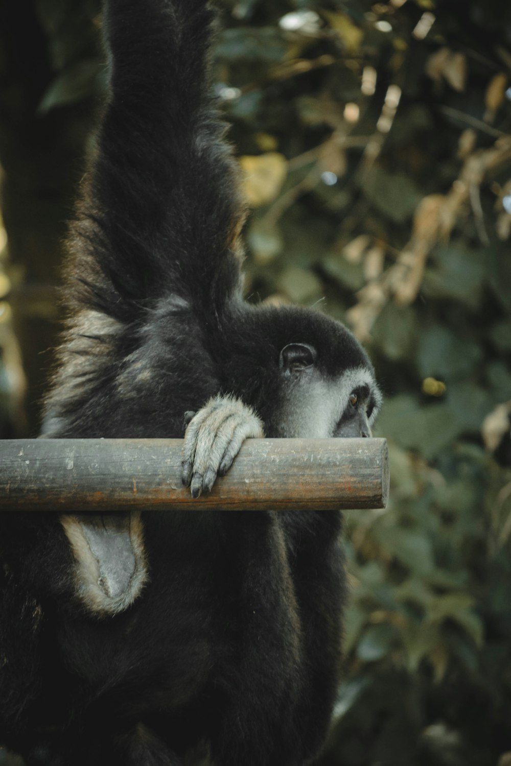 a black and white animal on a tree branch