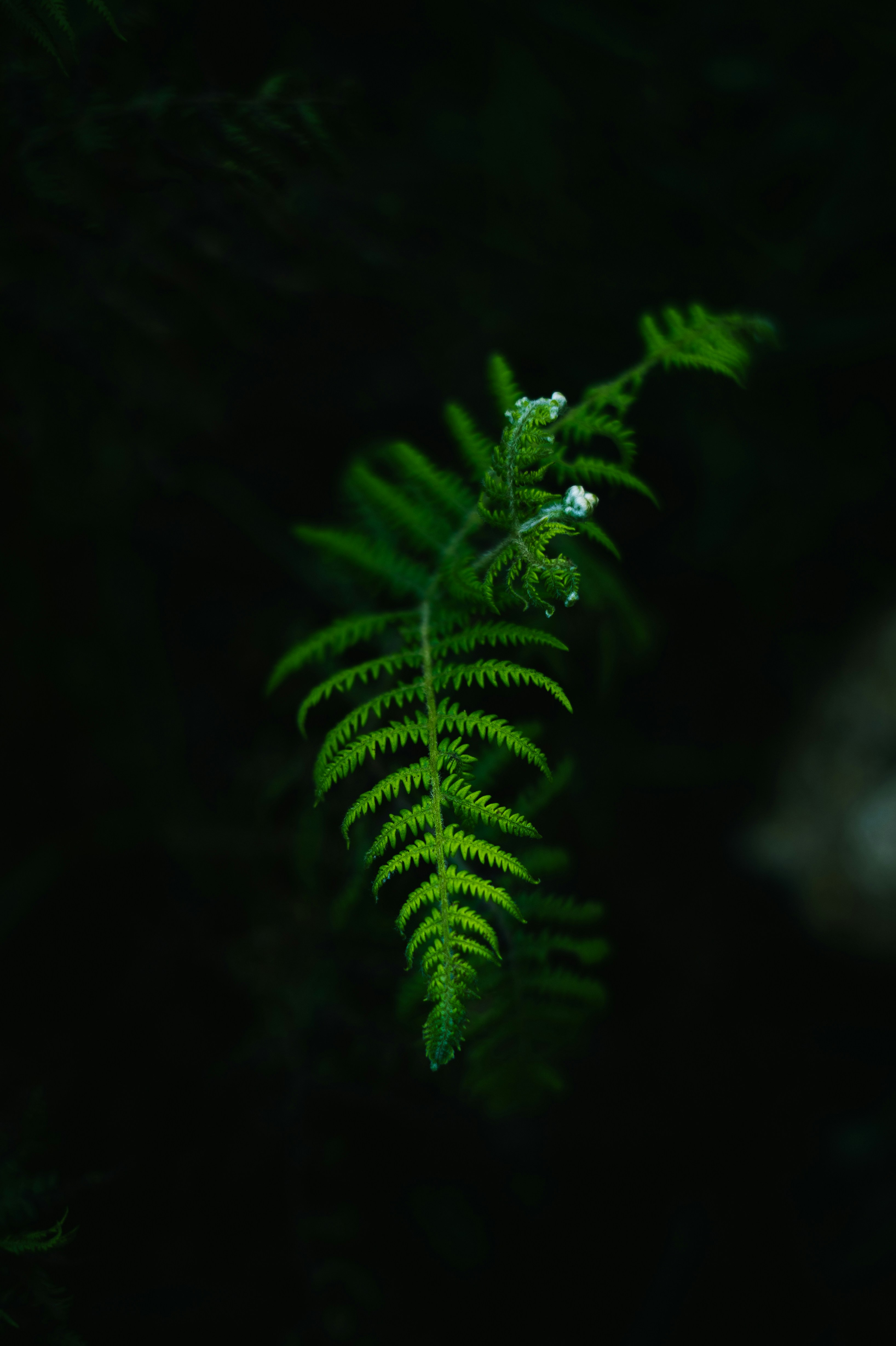 Photo by manasmanikoth