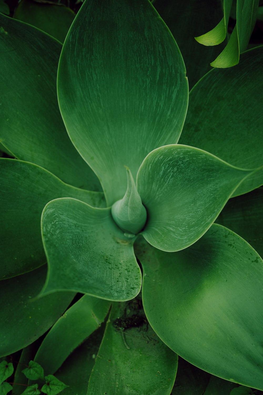 a close up of a plant