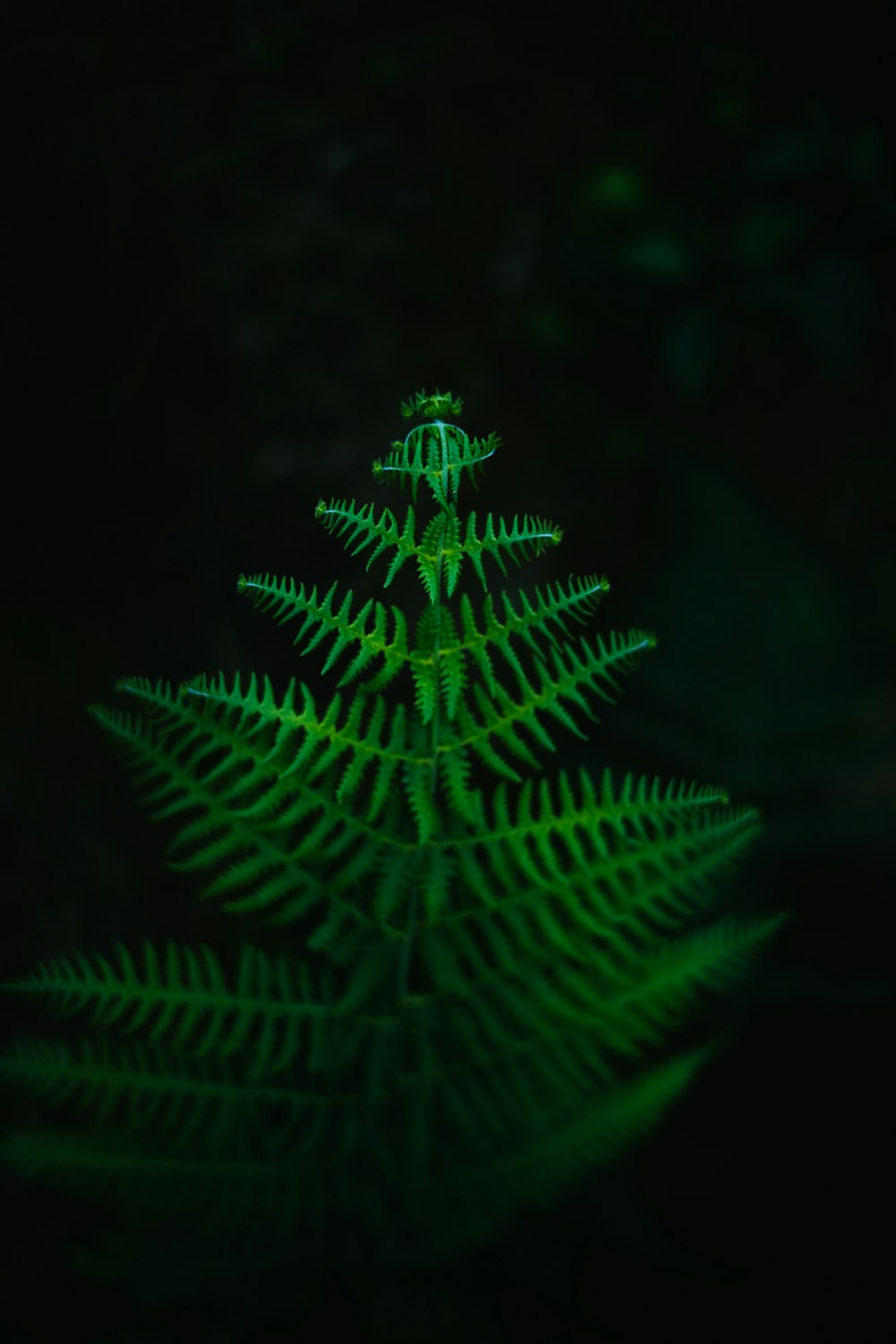 a green plant with a black background