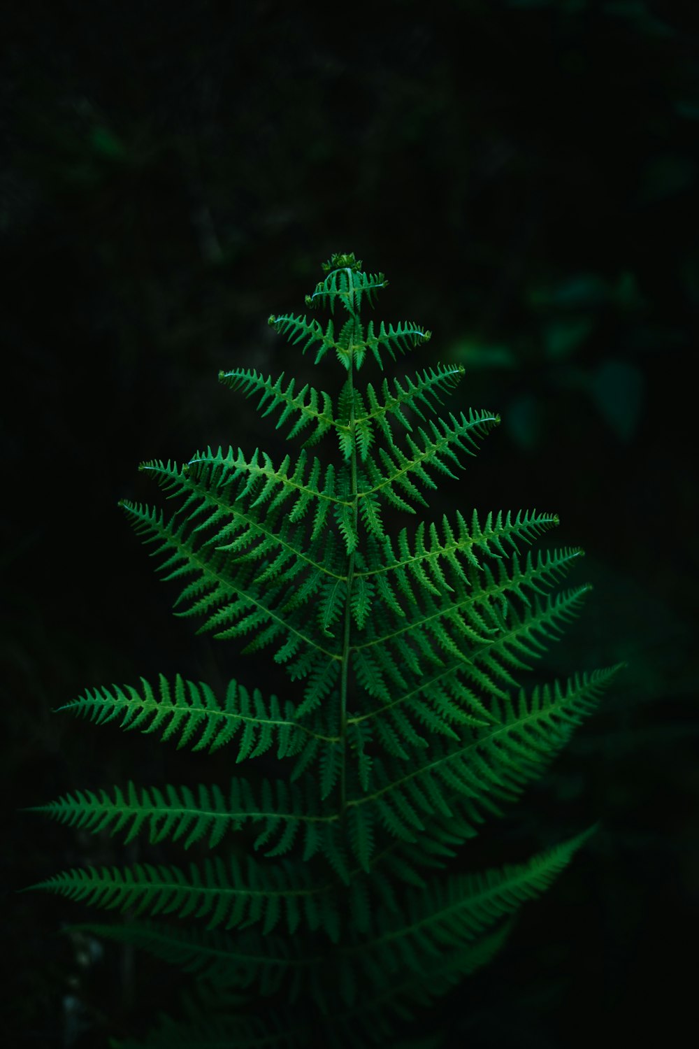 a close-up of a green plant