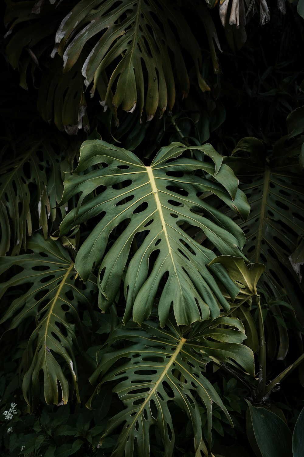 a close-up of some plants