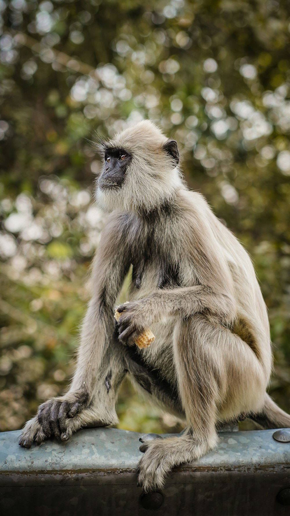 a monkey sitting on a ledge