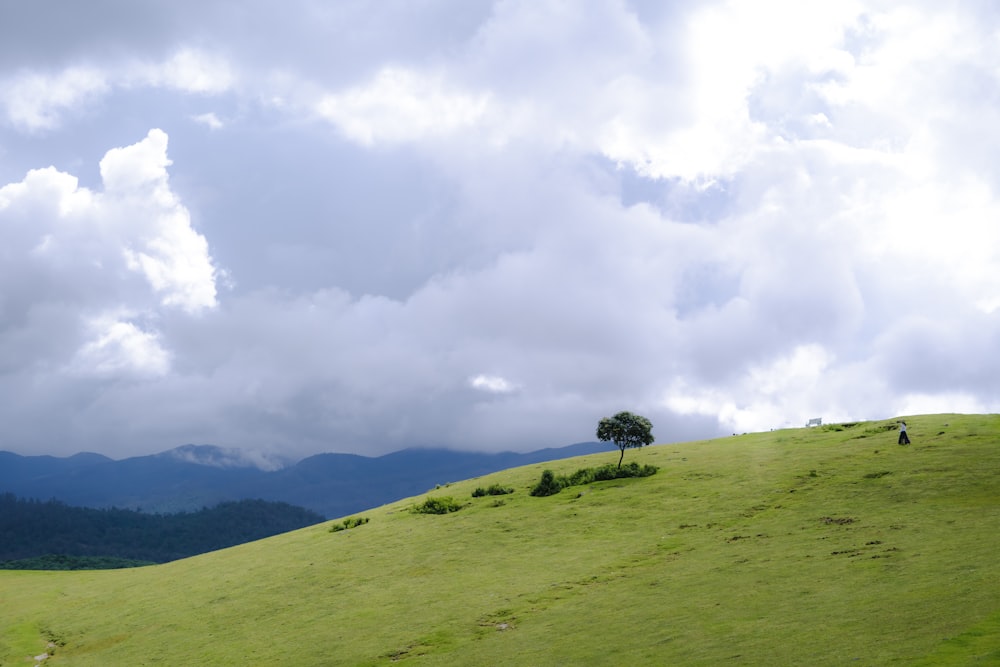 a tree on a grassy hill