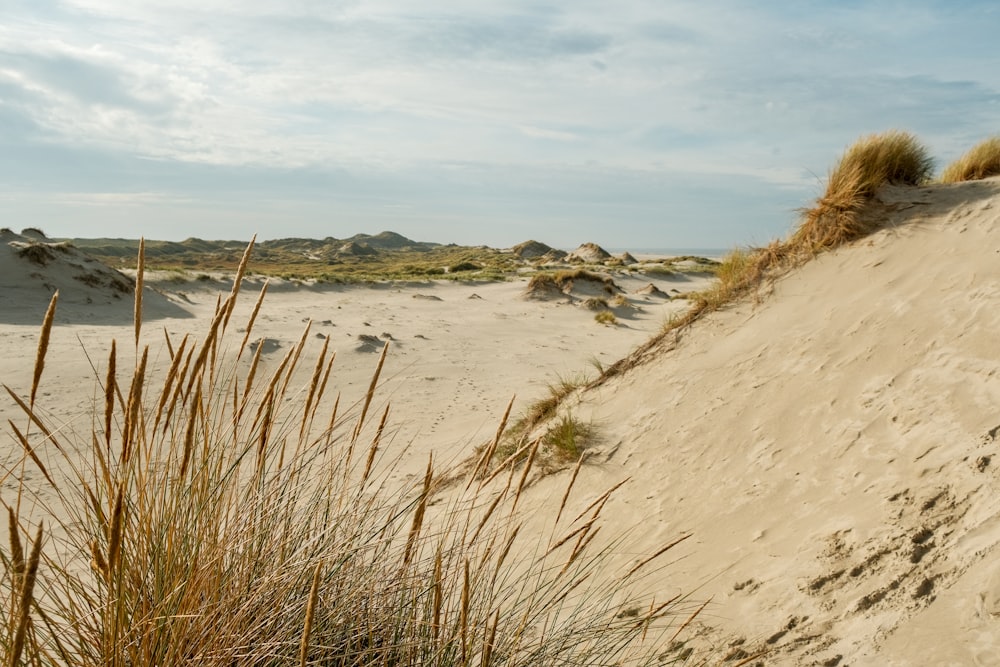 Una playa de arena con plantas