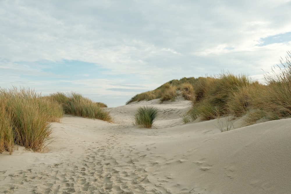 a sandy beach with bushes and sand