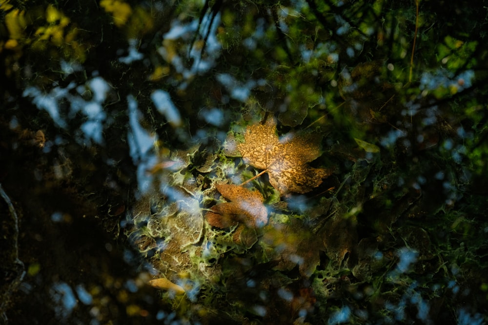 un groupe de feuilles sur un arbre