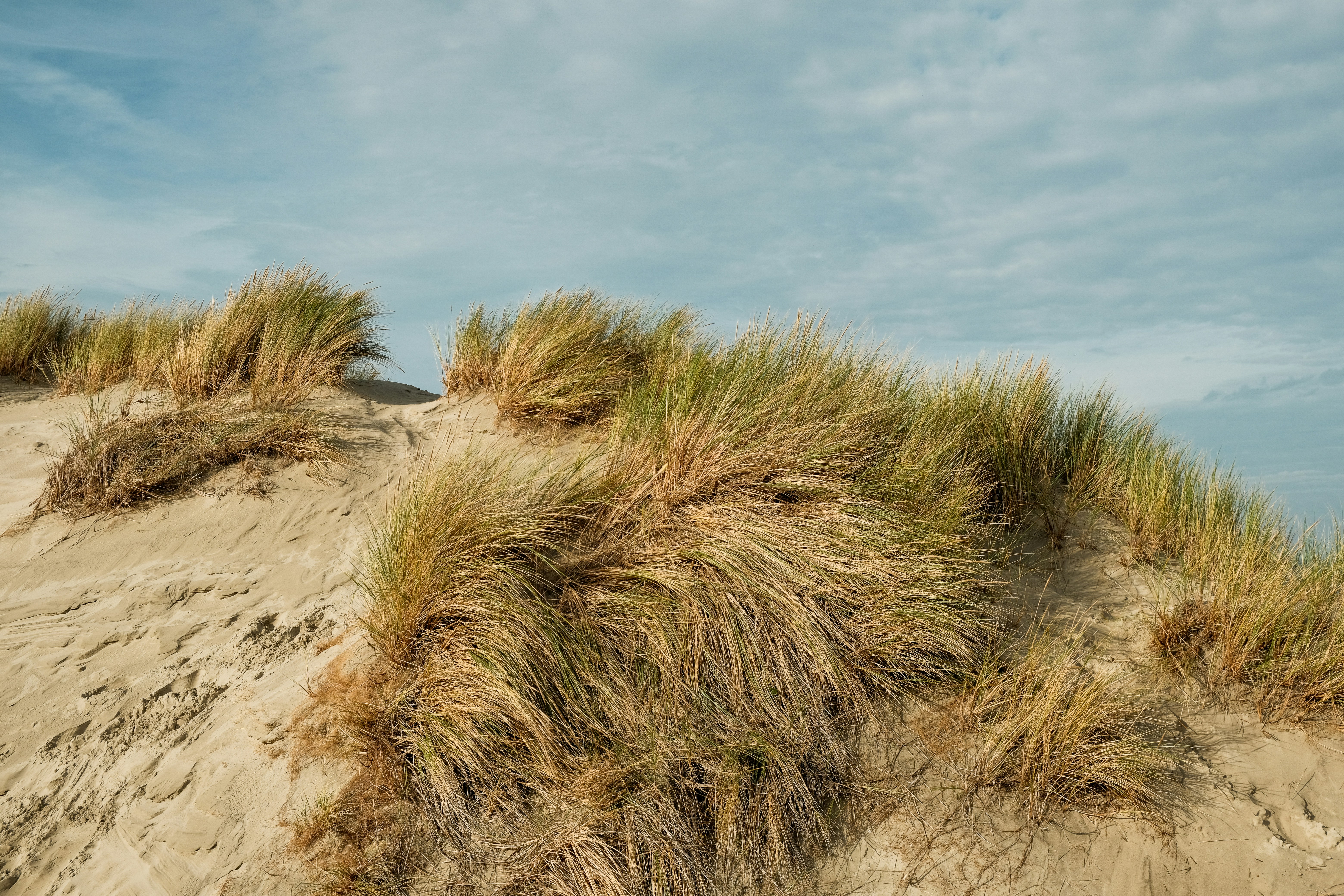 Eine Nahaufnahme von etwas Gras