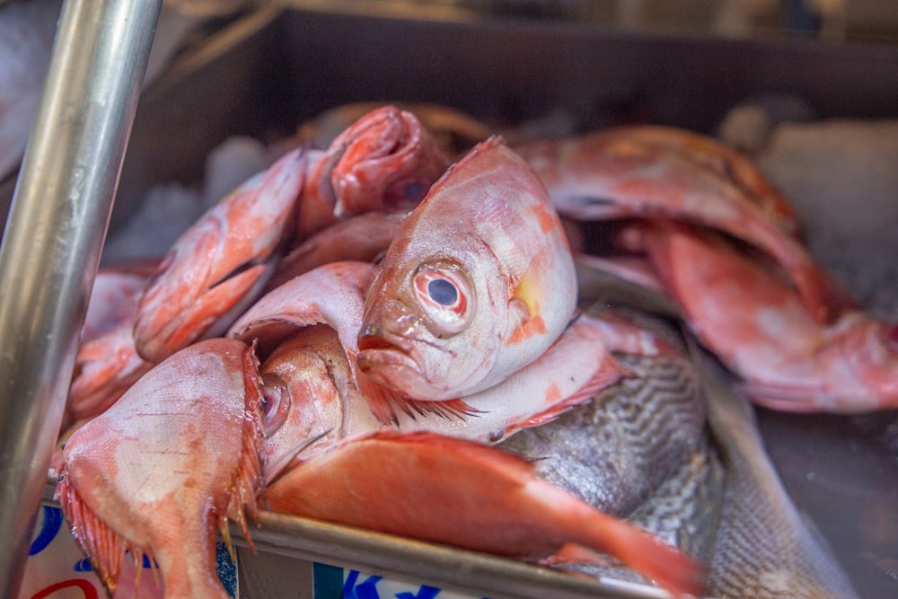 a pile of red and white fish