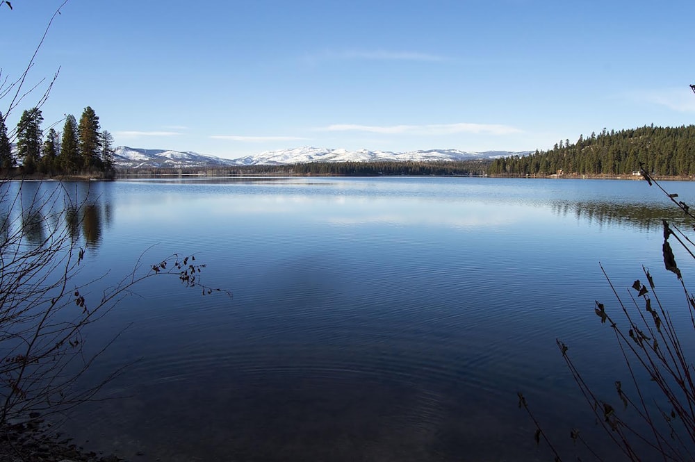 a lake surrounded by trees