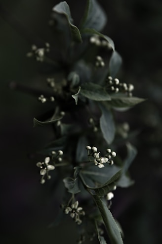 close-up of a plant