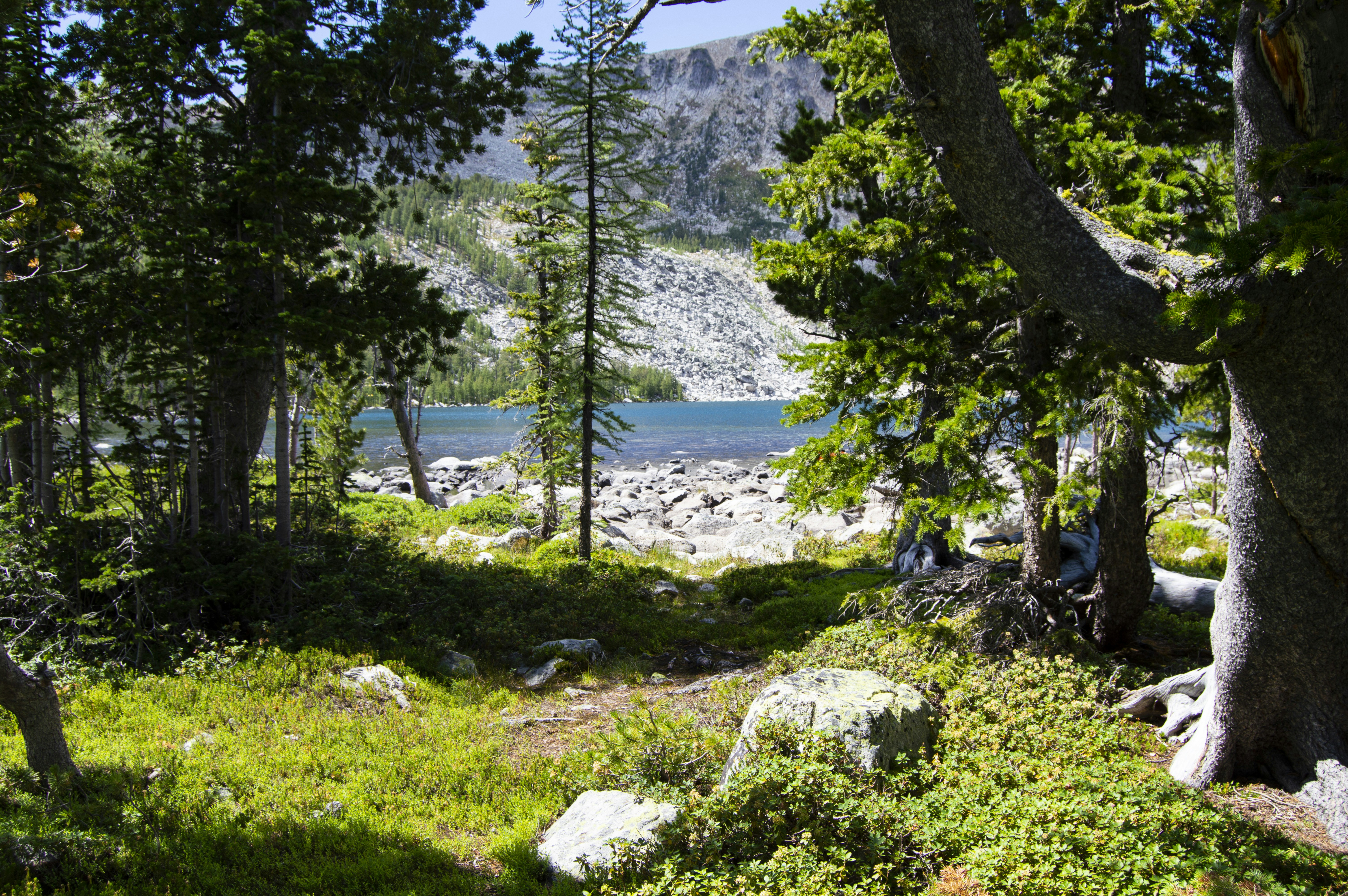 a grassy area with trees and a body of water in the background, 