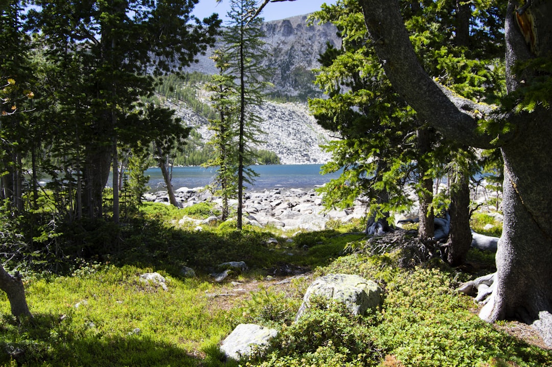 a grassy area with trees and a body of water in the background,