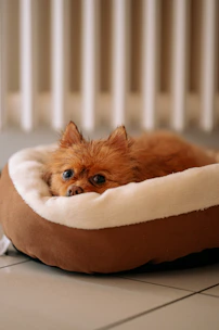 a guinea pig in a bowl