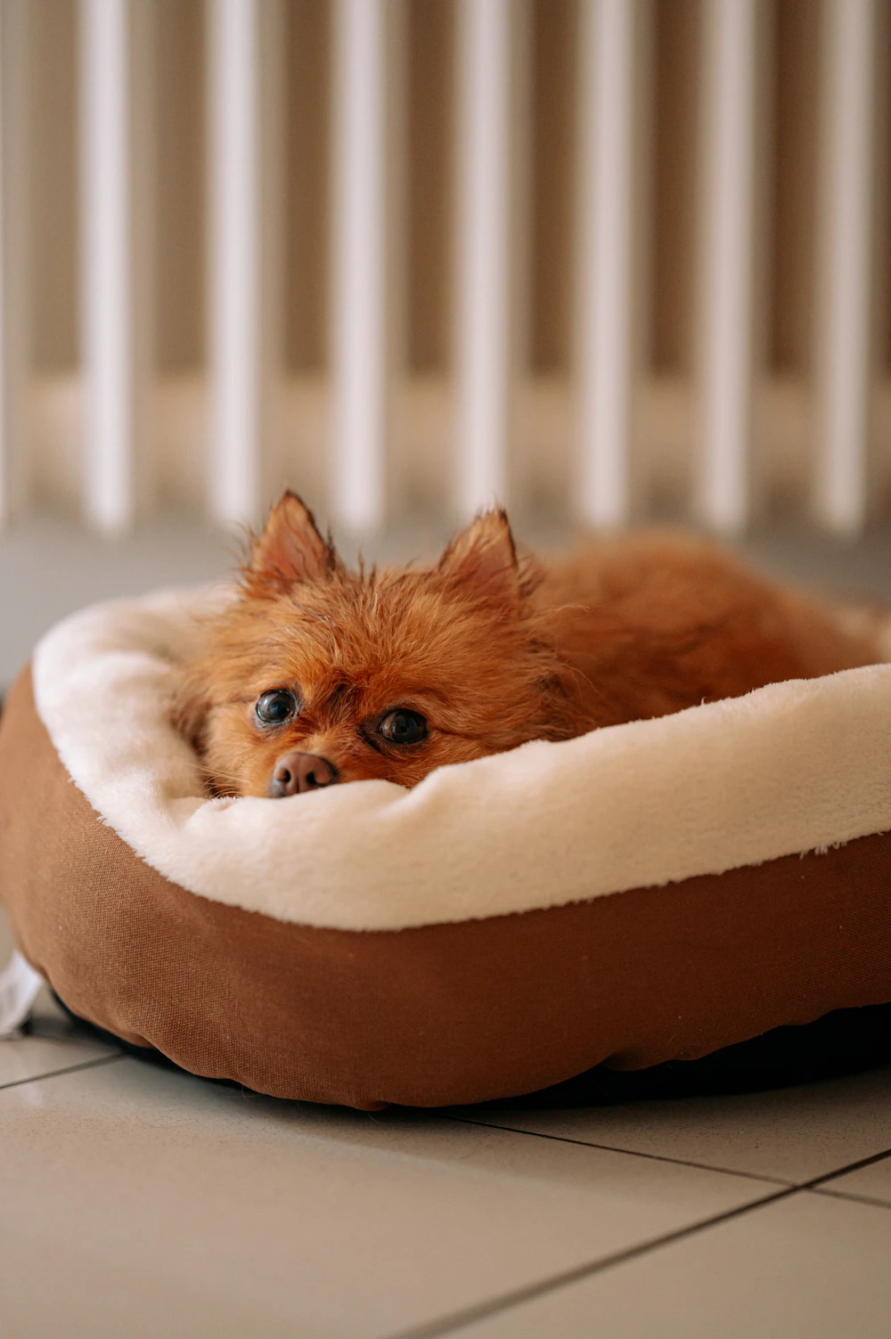 Ortopedik Köpek Yatağı