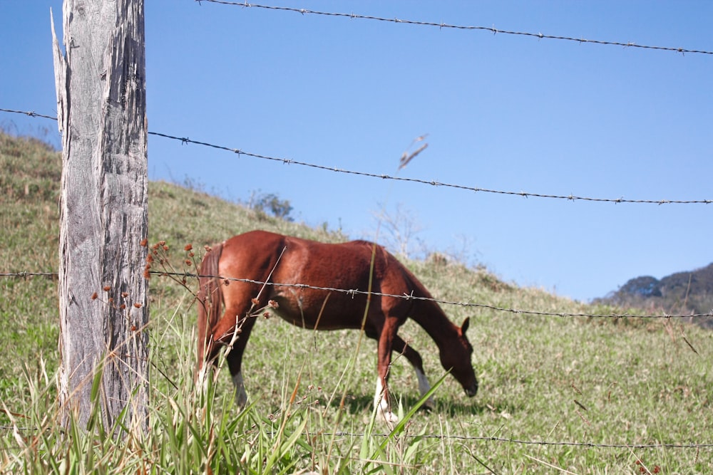 a horse grazing in a field
