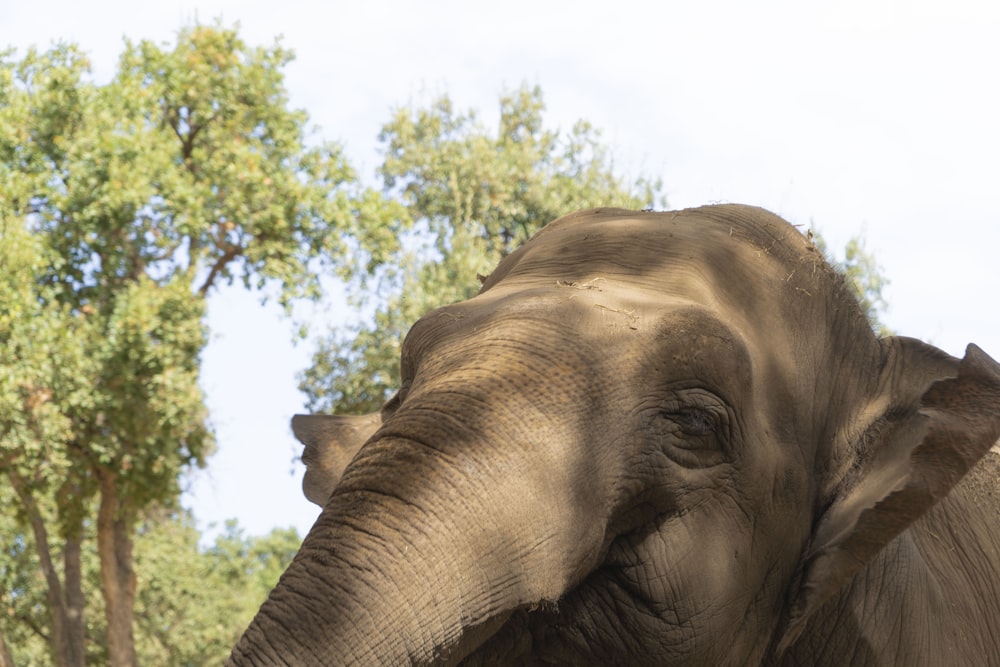 an elephant with its eyes closed