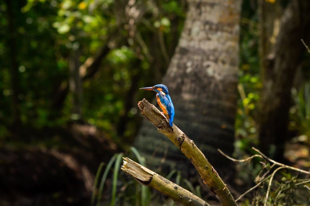 a bird sits on a branch