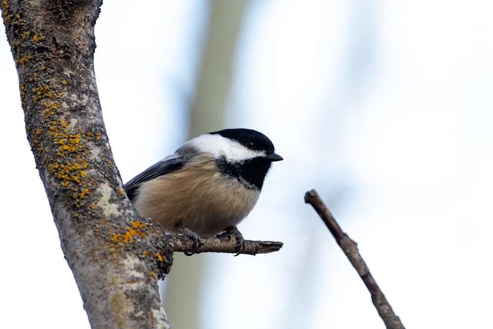 a small bird perched on a tree branch