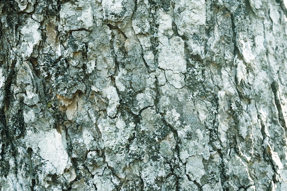 a close up of a tree bark