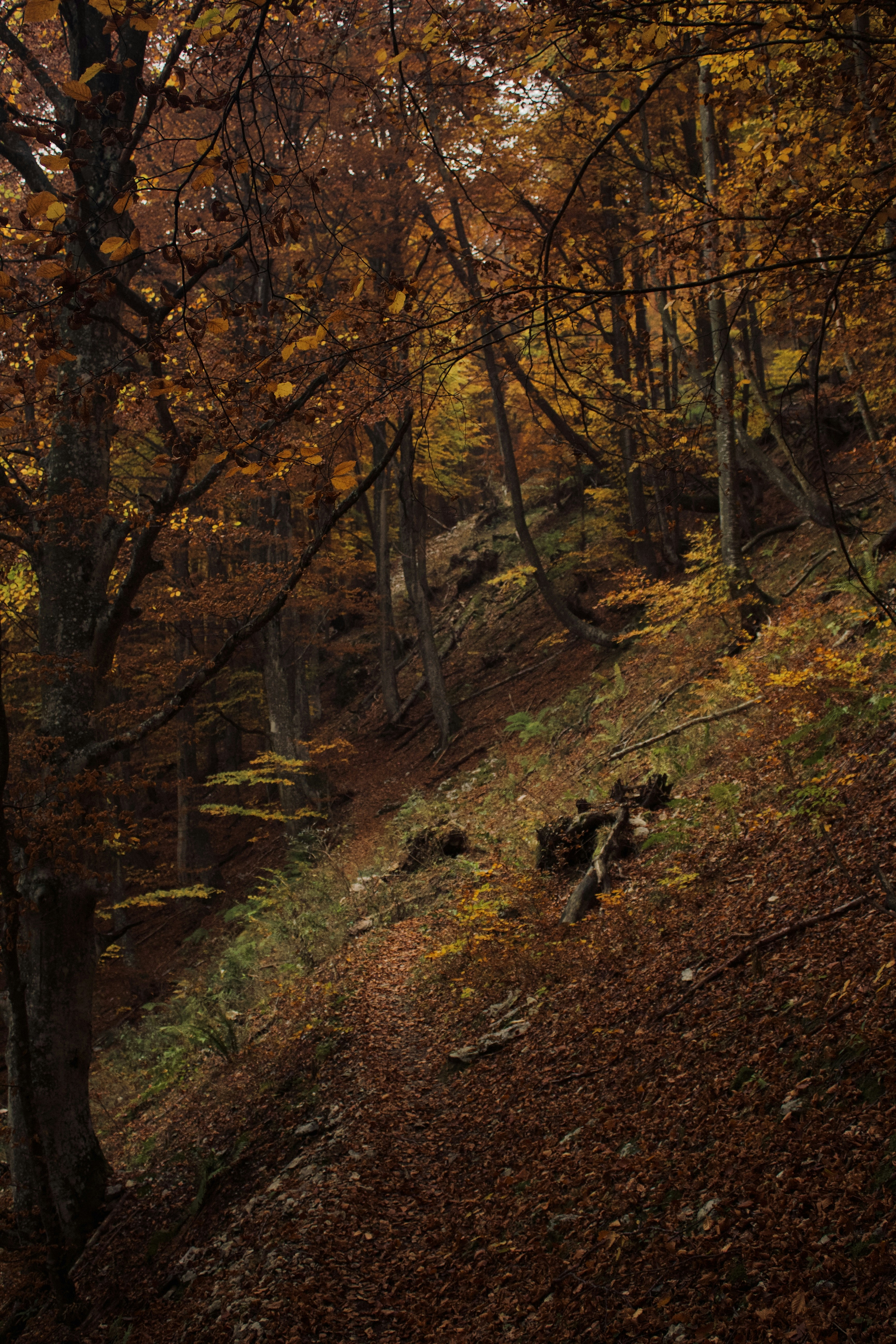 Path in the autumn forest with lots of orange leaves
