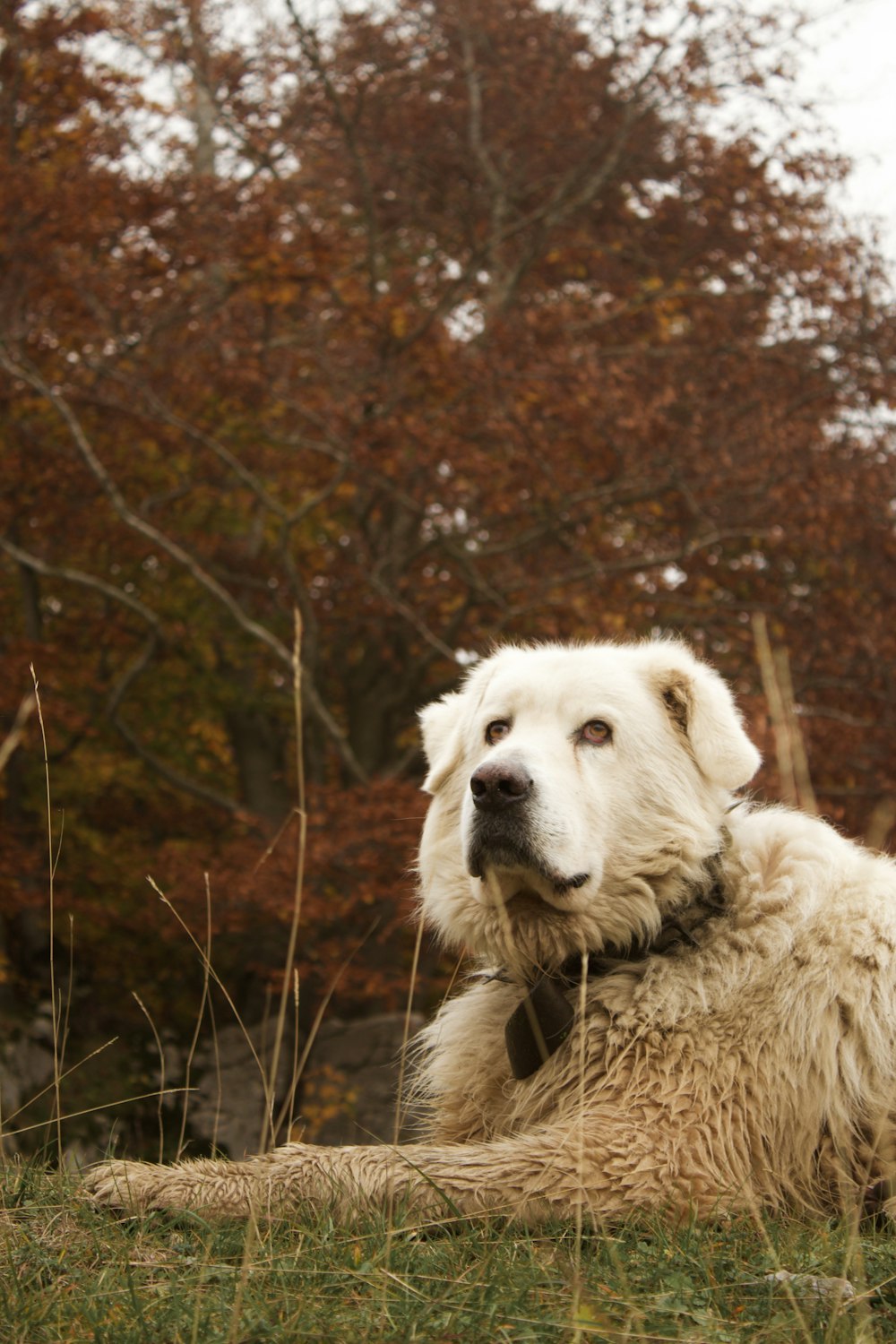 a dog lying in the grass