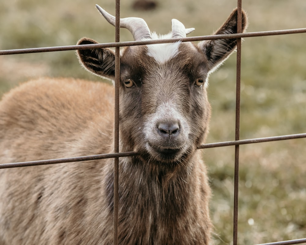 a goat with horns