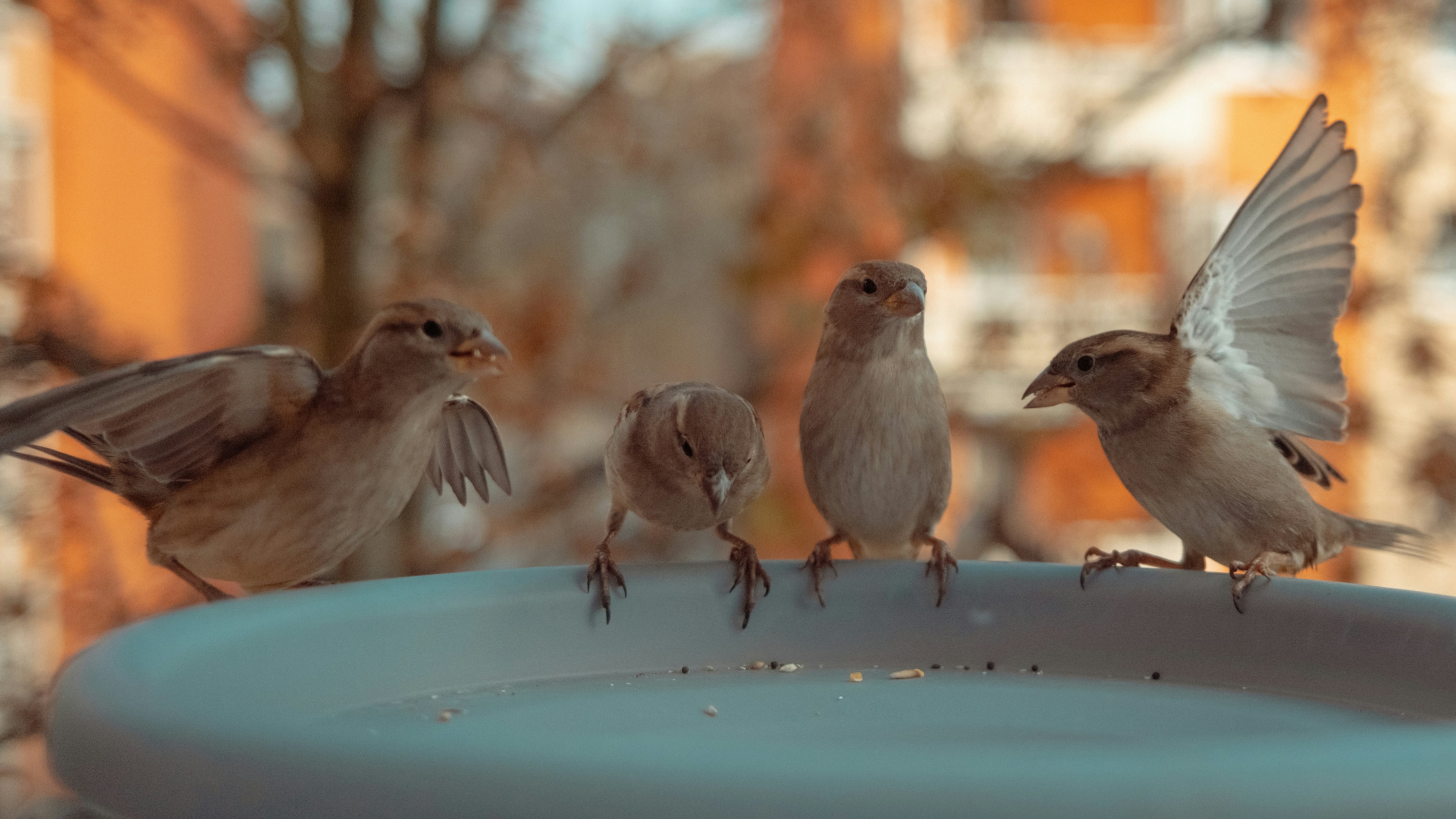 a group of birds flying
