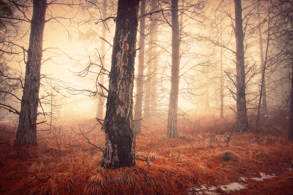a forest with trees and fog