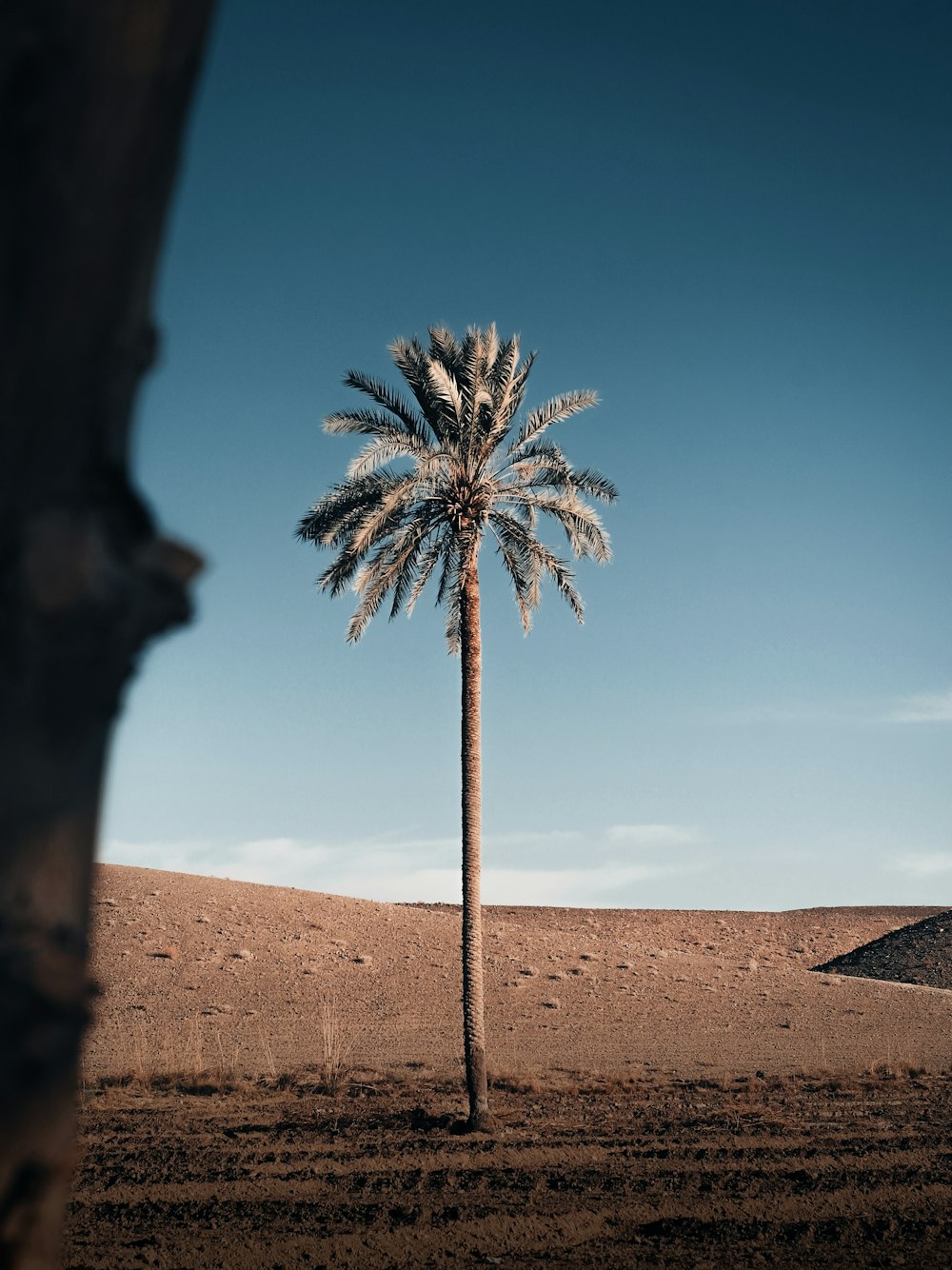 uma palmeira em um deserto