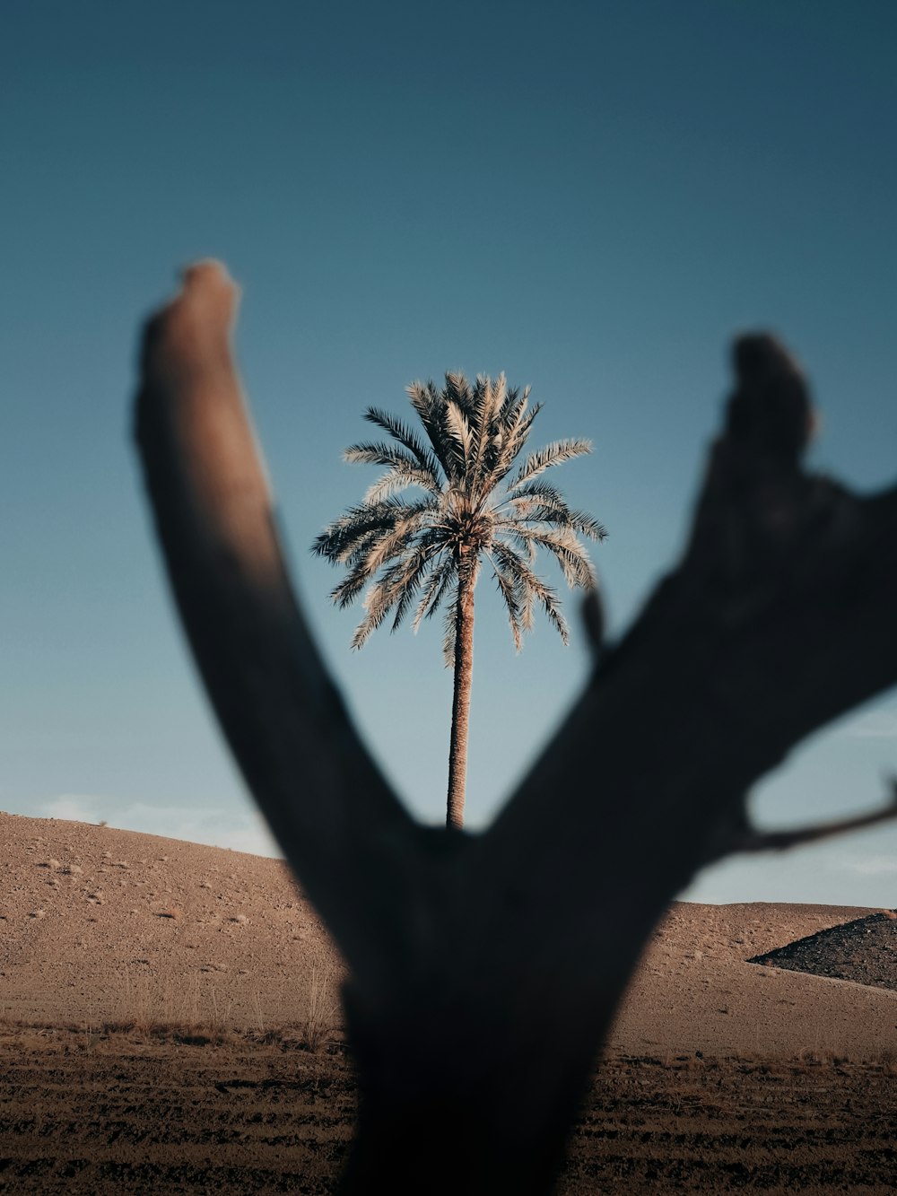 a hand holding a palm tree