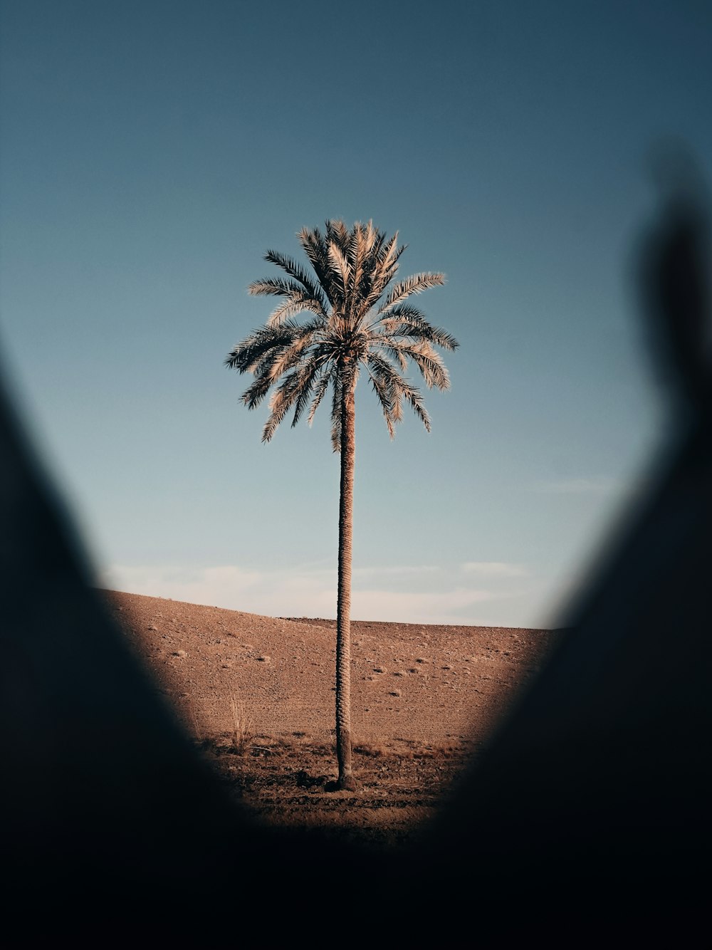 a palm tree in a desert