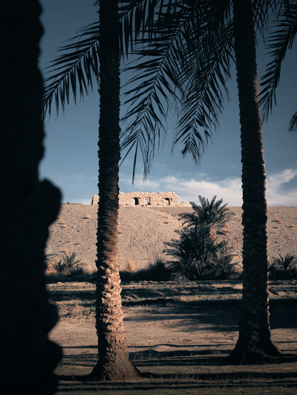 a desert landscape with palm trees