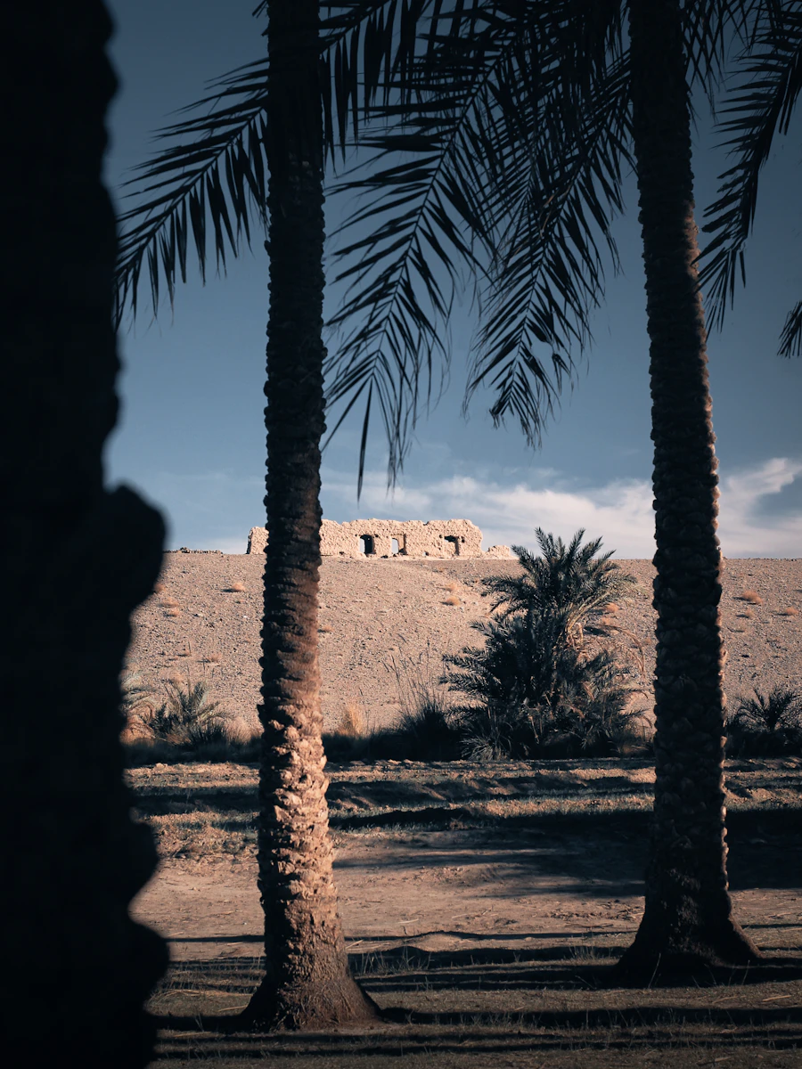 Cholistan dunes