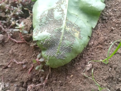 A green leaf covered in small, round eggs rests on soil. Surrounding the leaf are small plants with reddish stems, suggesting a natural outdoor setting.