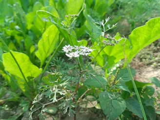 Delicate gotu kola plants thriving in a shaded, organic garden patch.