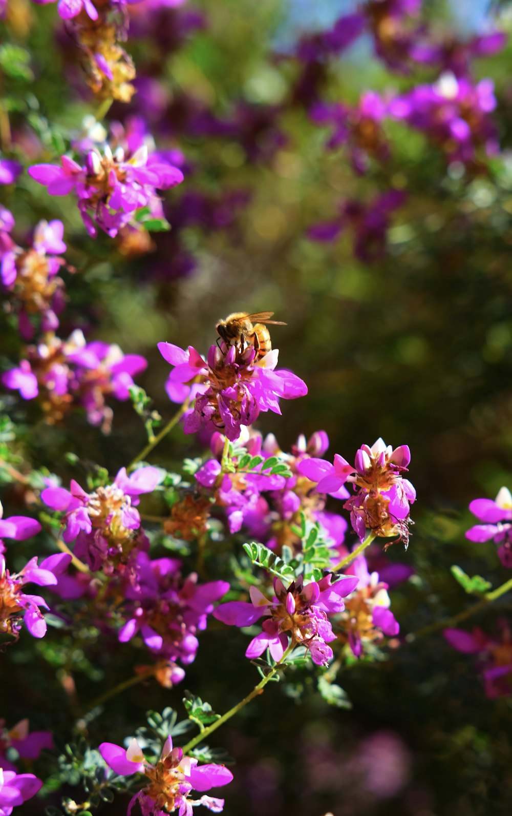 a bee on a flower