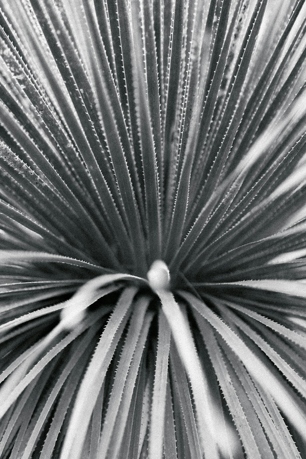 a close up of a feather