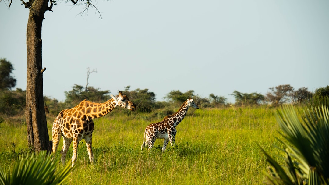 giraffes in a field, A pair of giraffes in a grassy field